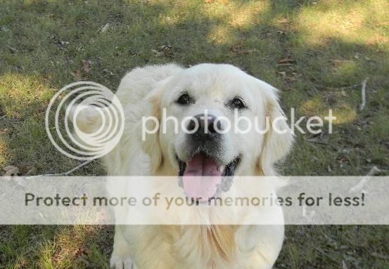 Dog picture