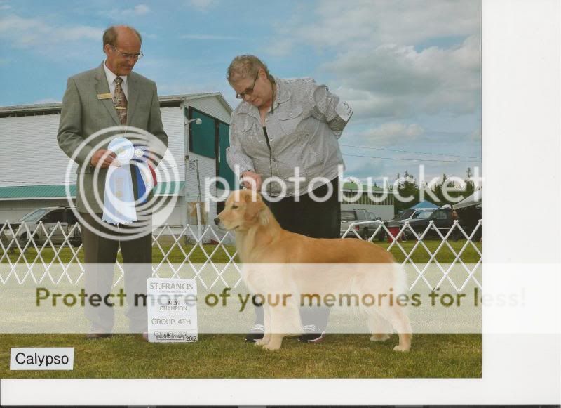 Dog picture