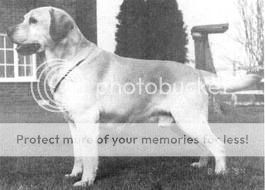 Dog picture