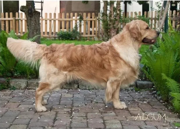 Dog picture