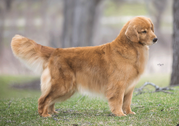 Dog picture