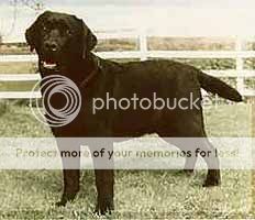 Dog picture