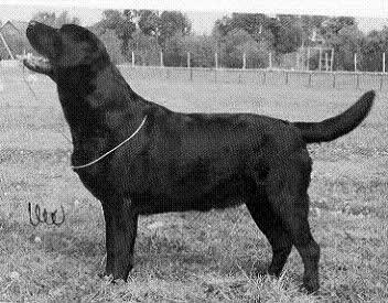 Dog picture