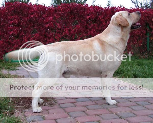 Dog picture