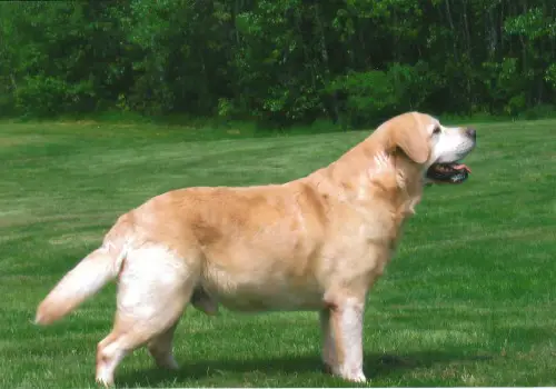 Dog picture
