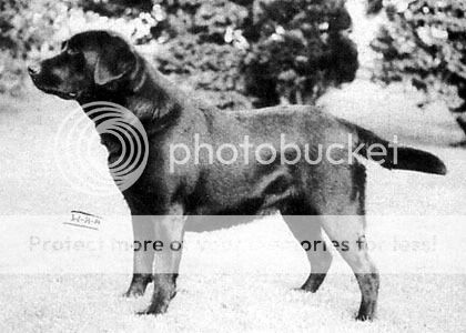 Dog picture
