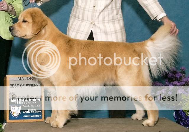 Dog picture
