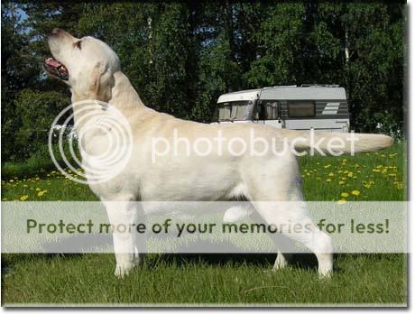 Dog picture