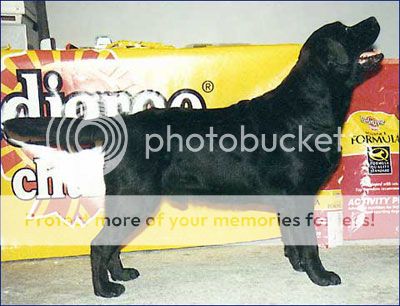 Dog picture