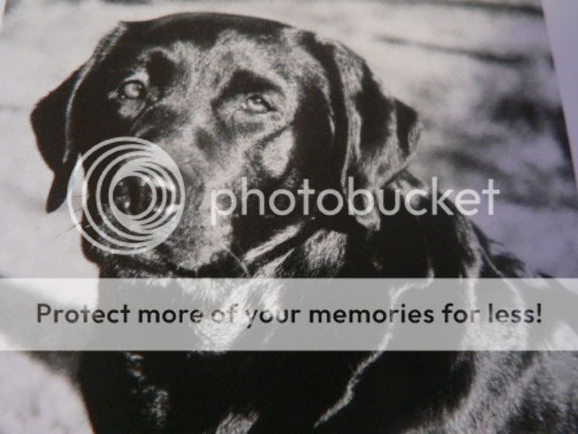 Dog picture