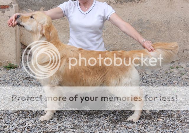Dog picture