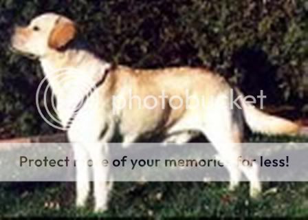 Dog picture