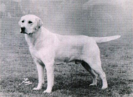 Dog picture