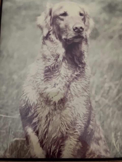 Dog picture