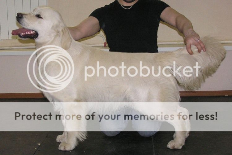 Dog picture