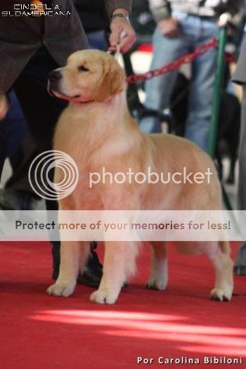 Dog picture