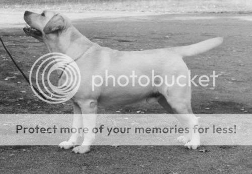 Dog picture