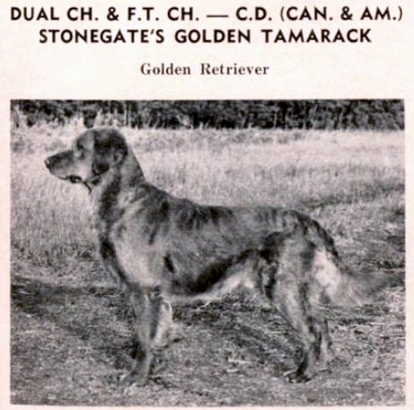 Dog picture