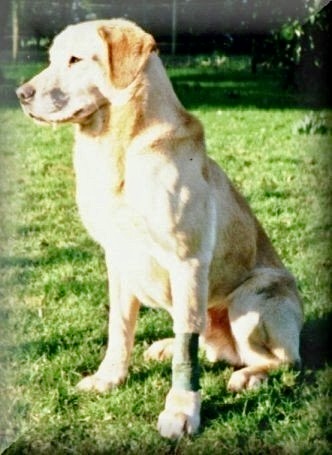 Dog picture