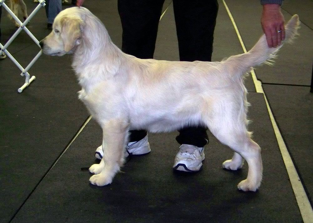 Dog picture