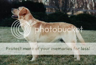 Dog picture