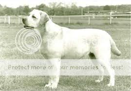 Dog picture
