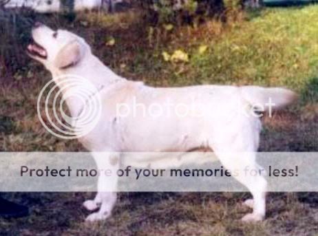 Dog picture
