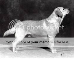 Dog picture