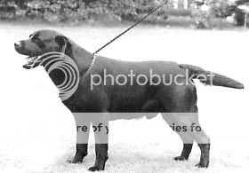 Dog picture