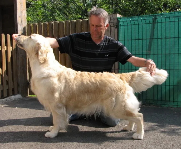 Dog picture