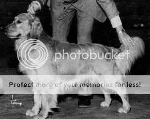 Dog picture