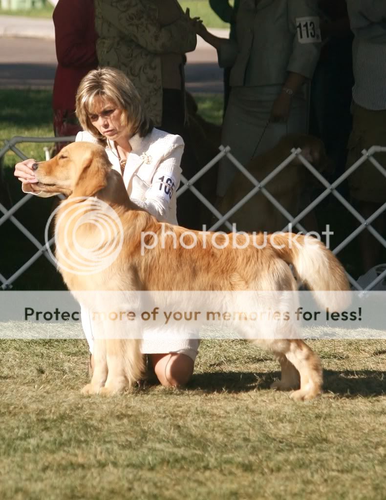 Dog picture