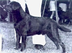 Dog picture