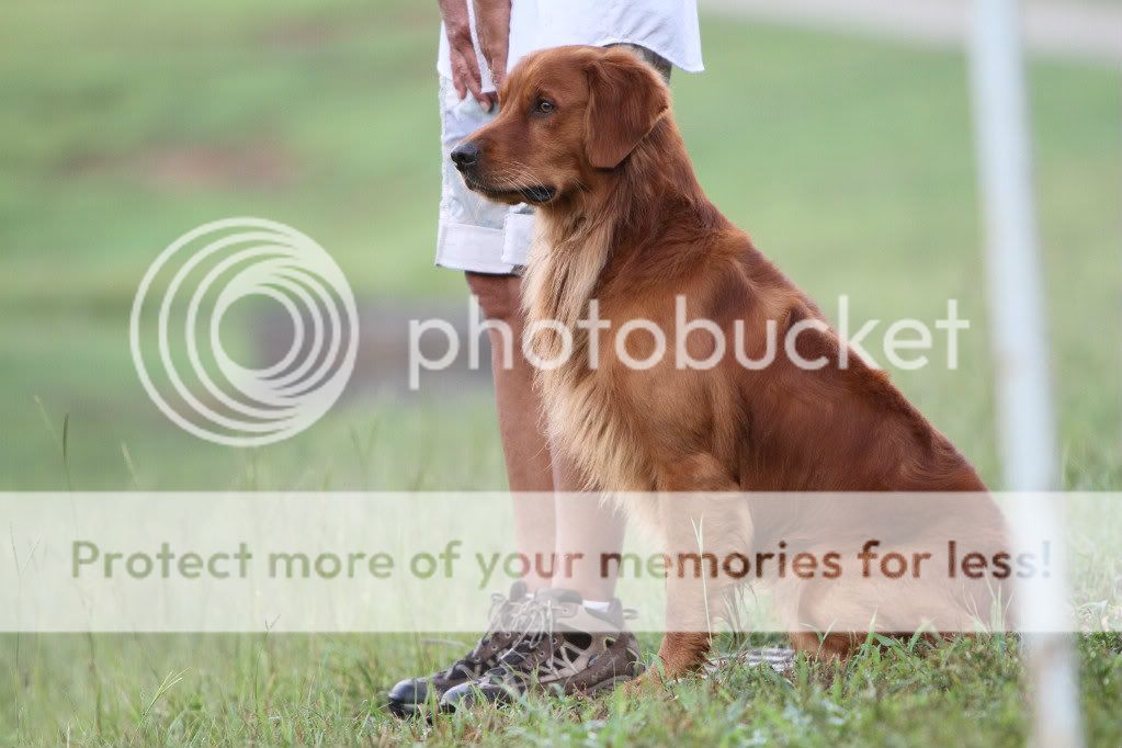 Dog picture