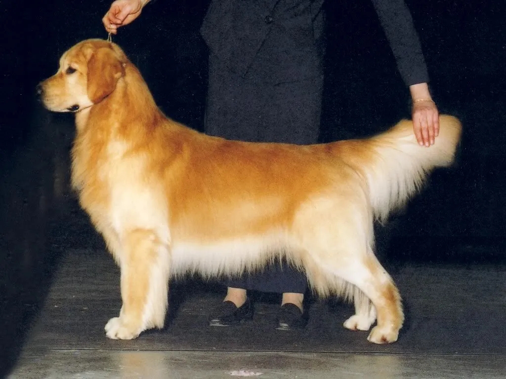 Dog picture