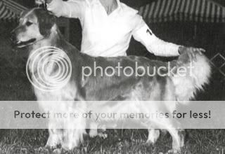 Dog picture