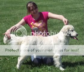 Dog picture