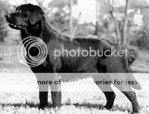 Dog picture