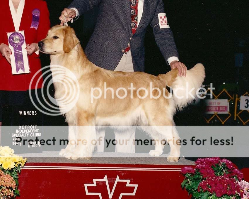 Dog picture