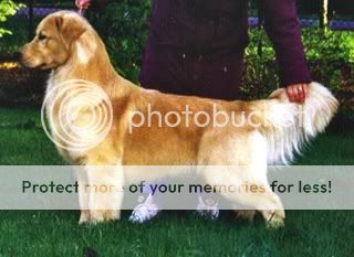 Dog picture