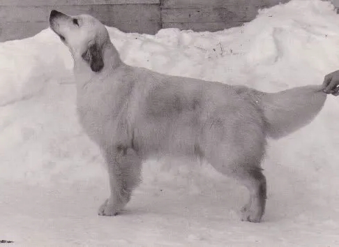 Dog picture
