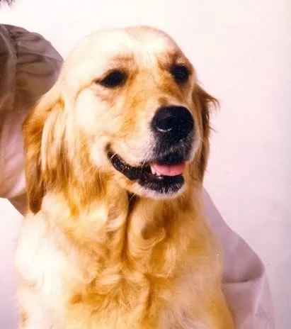 Dog picture