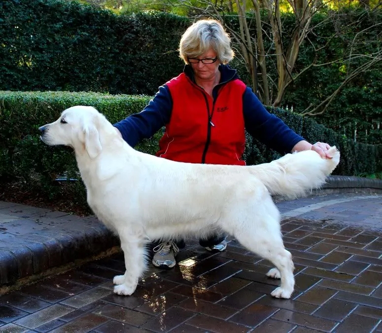 Dog picture