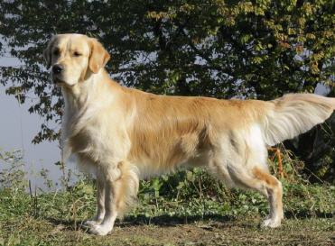 Dog picture