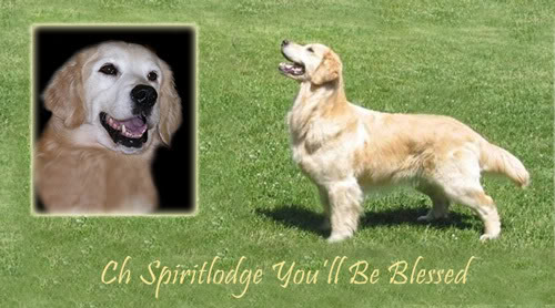 Dog picture