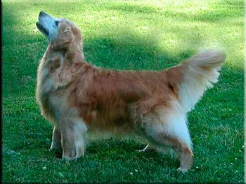 Dog picture