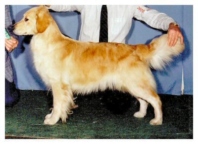 Dog picture