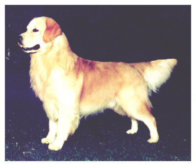 Dog picture