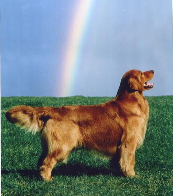 Dog picture