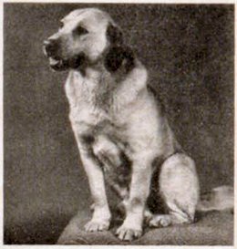 Dog picture